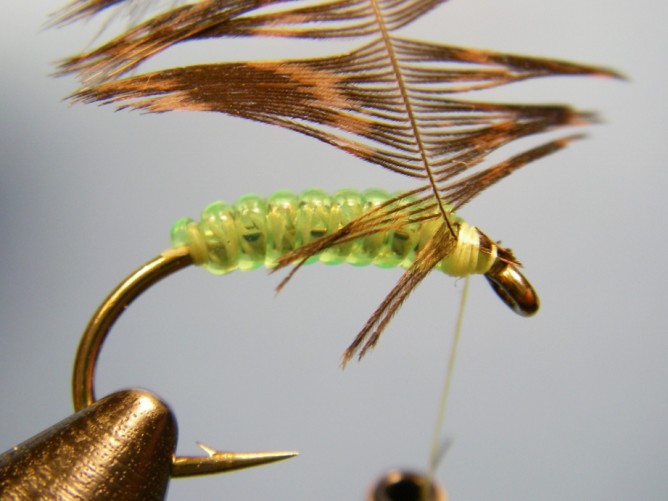 Green Caddis - Vinyl Rib - Step 4