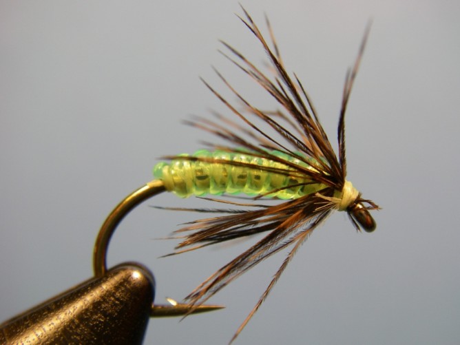 Green Caddis - Vinyl Rib - Step 5