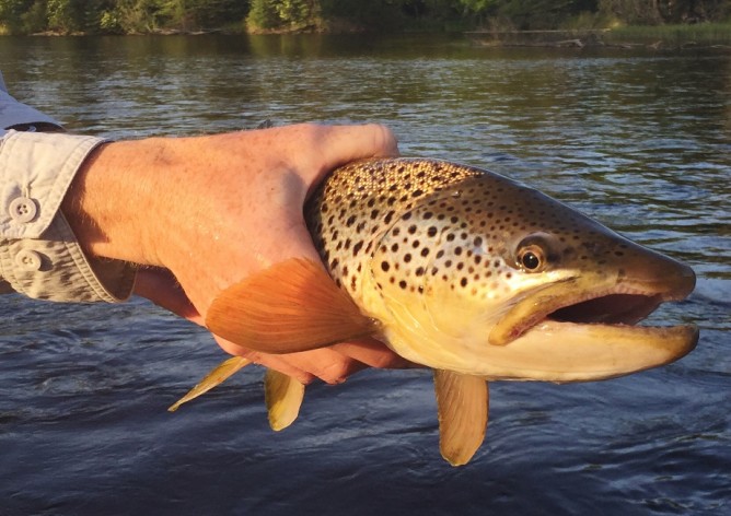 Teds Brook Trout Streamer Brown Trout (921x651)