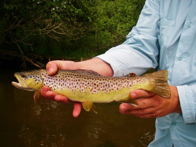 A Fly Deer Fly Pattern Brown Trout