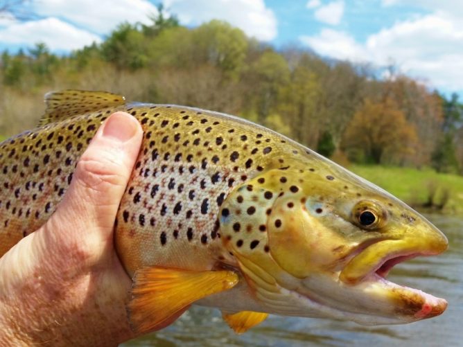 Michigan Skunk - Brown Trout