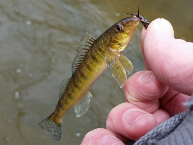 Back Half Baitfish - Log Perch