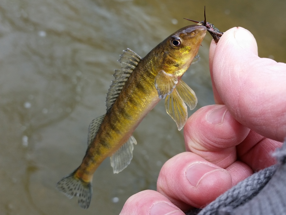 Blade Fishing Report: Perch fishing throttling back