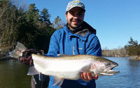 Fly fishing for spring steelhead in the Manistee River near Traverse City Michigan