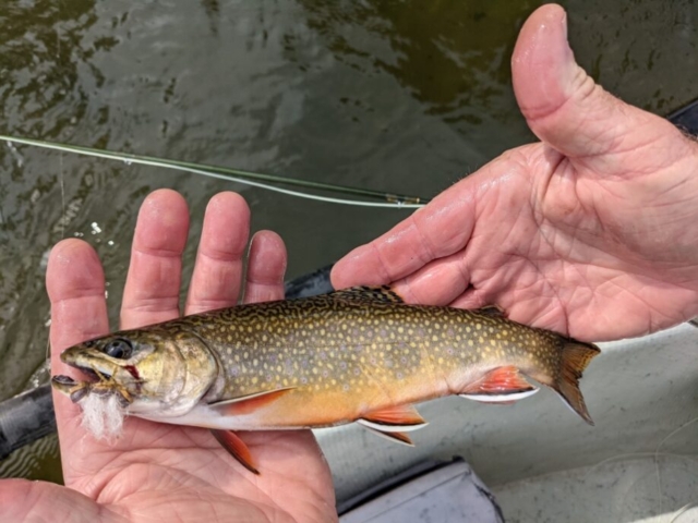 Gallery - Brook Trout