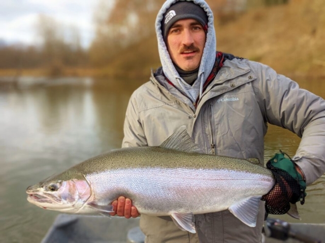 Gallery - Late Fall Steelhead