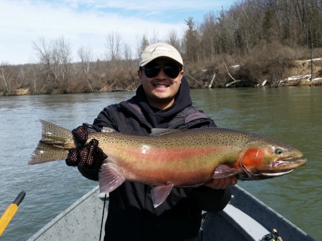 Gallery - Spring Steelhead with War Paint