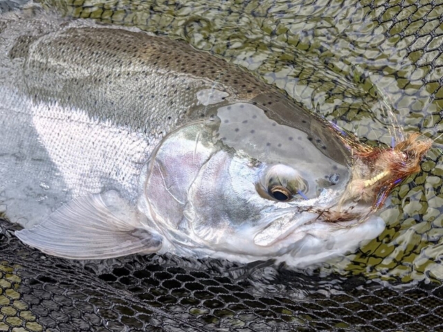 Gallery - Swung-up Steelhead